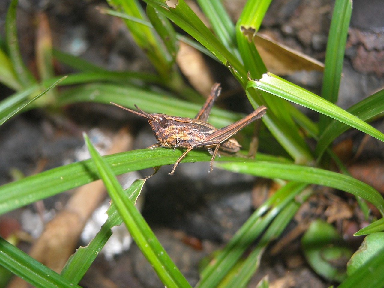 grasshopper brown grass free photo