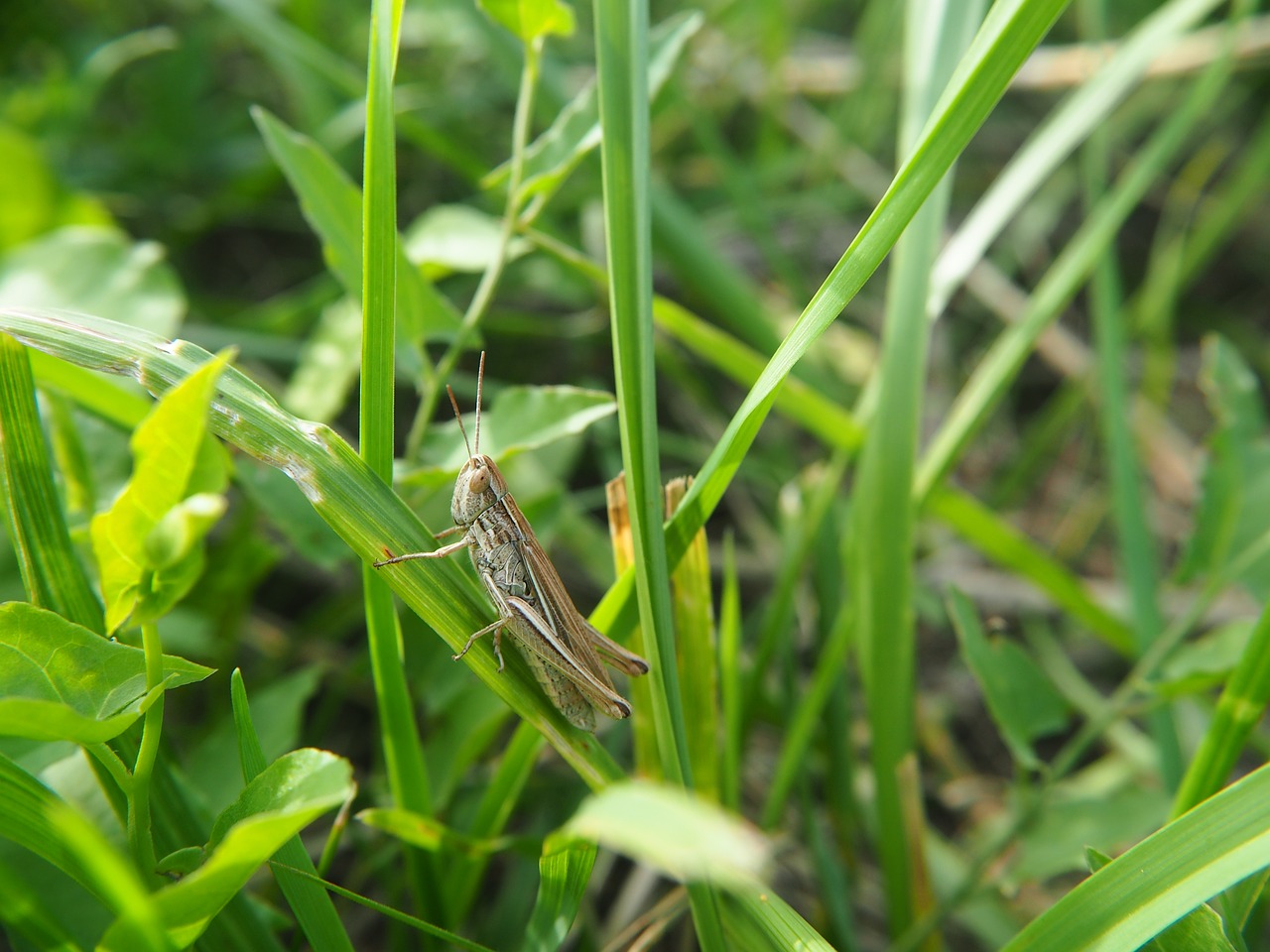 grasshopper insect summer free photo