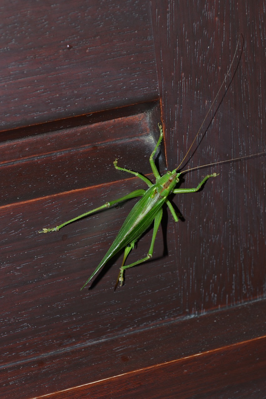 grasshopper insect green free photo