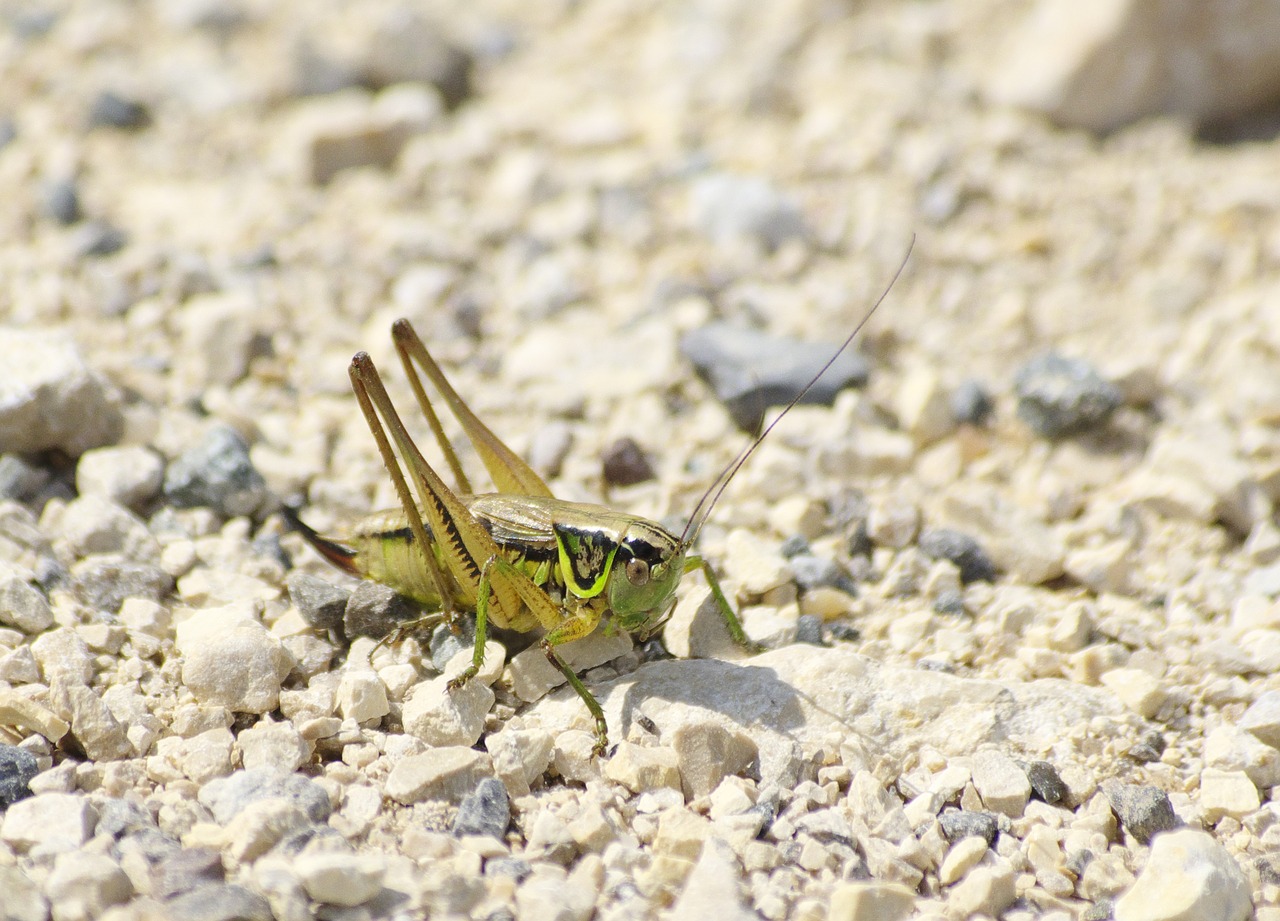 grasshopper close pebble free photo