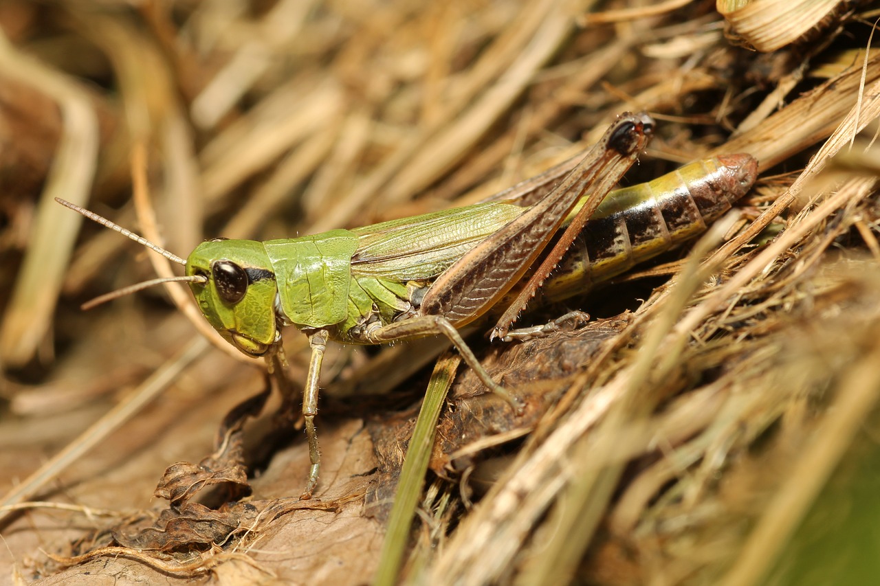 grasshopper camouflage green free photo