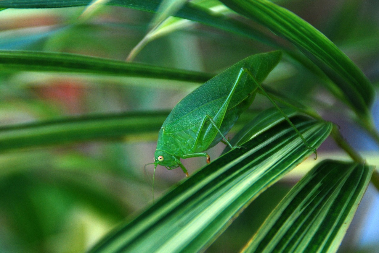 grasshopper bug insect free photo