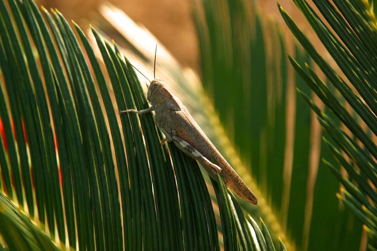grasshopper animals palm free photo