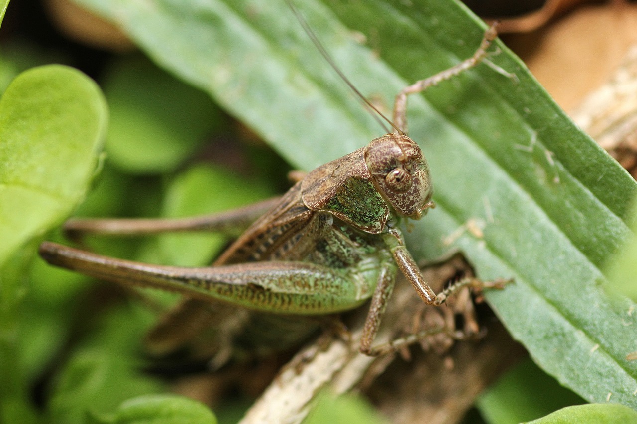 grasshopper camouflage green free photo