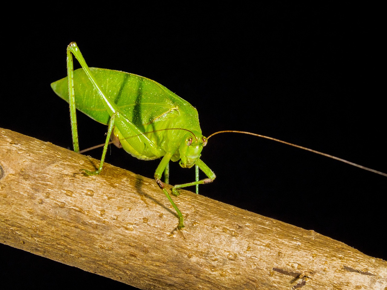 grasshopper close green free photo