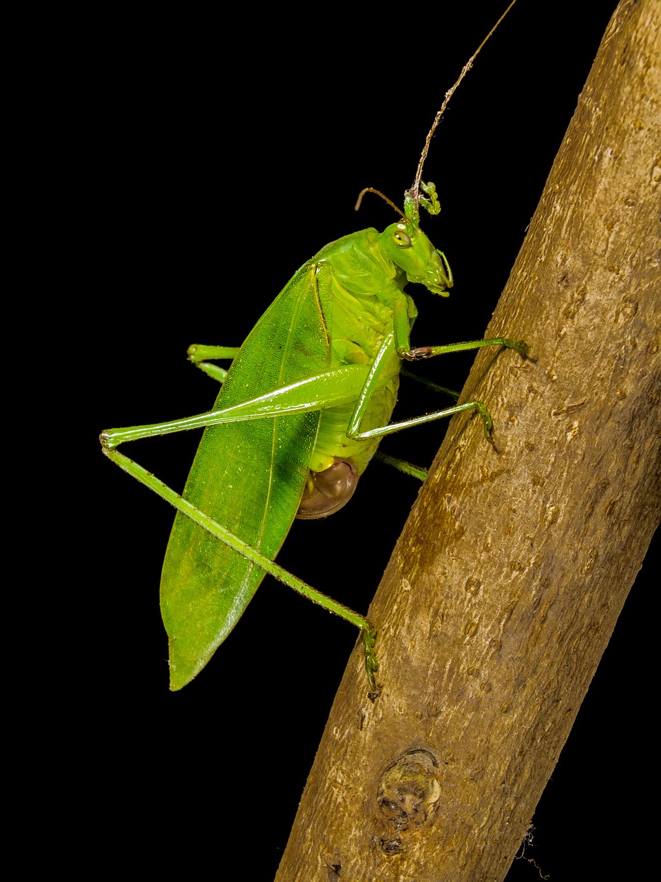 grasshopper close green free photo