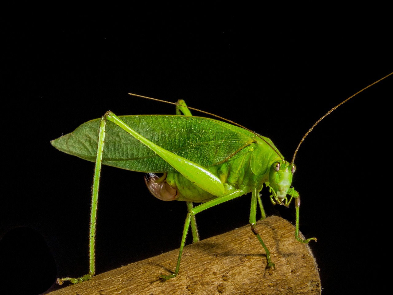 grasshopper insect close free photo