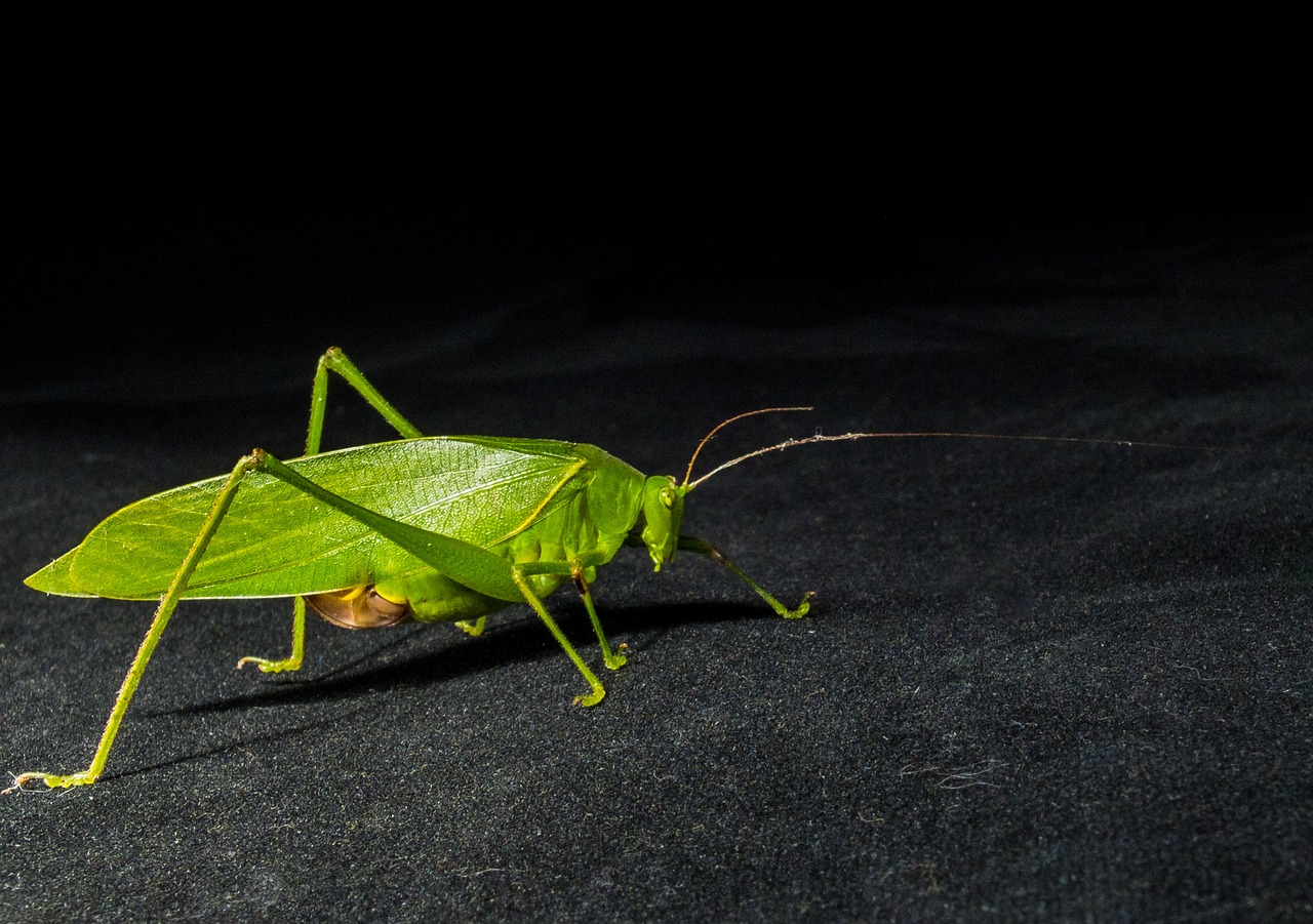 grasshopper insect close free photo