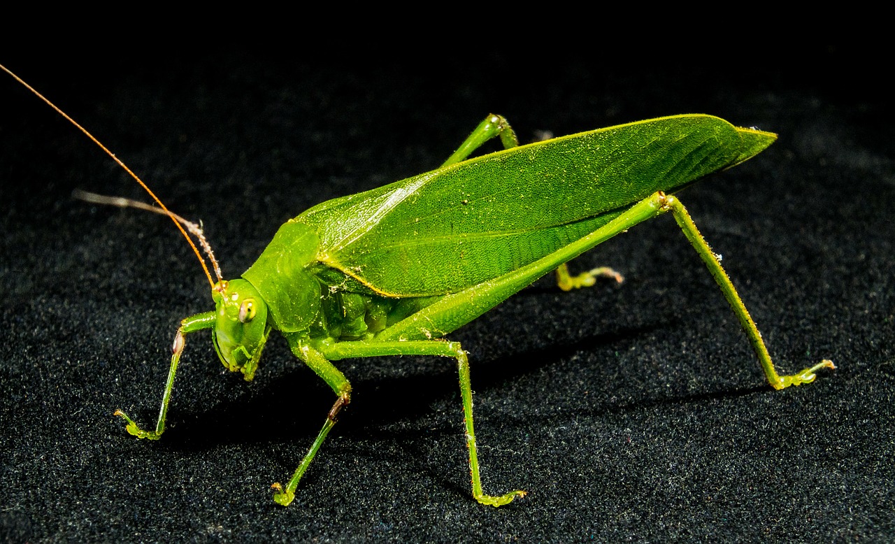 grasshopper insect close free photo