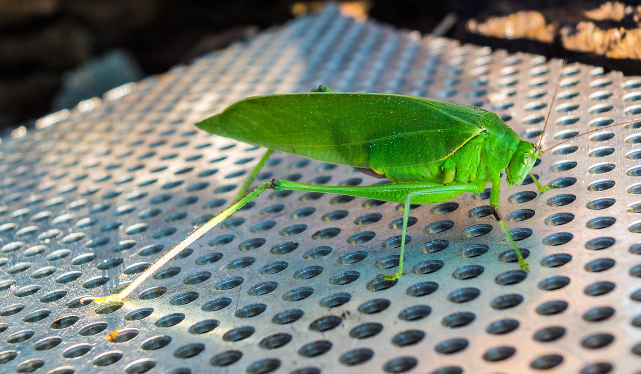 grasshopper insect close free photo