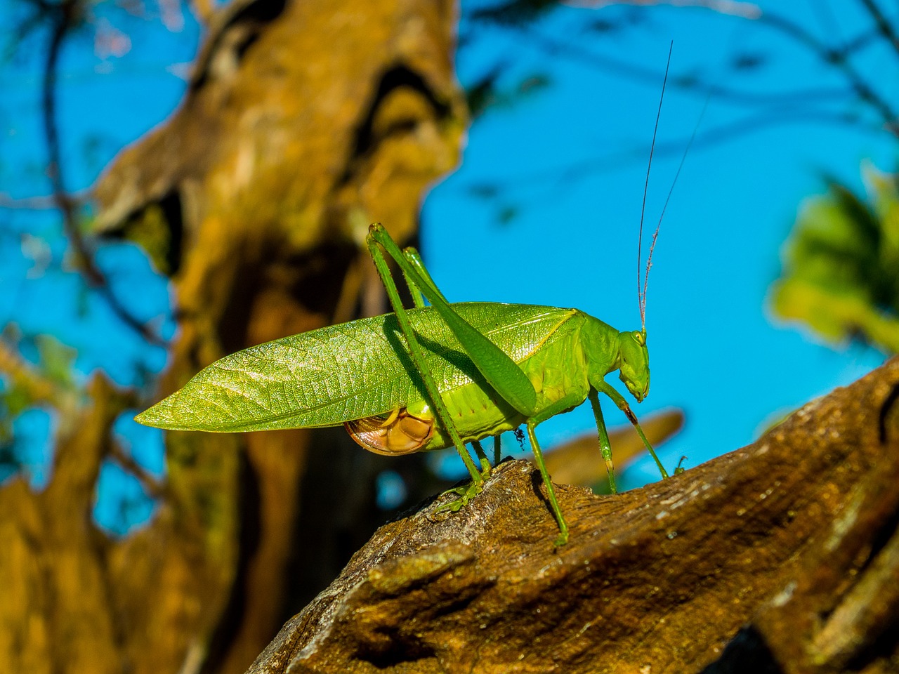 grasshopper insect close free photo