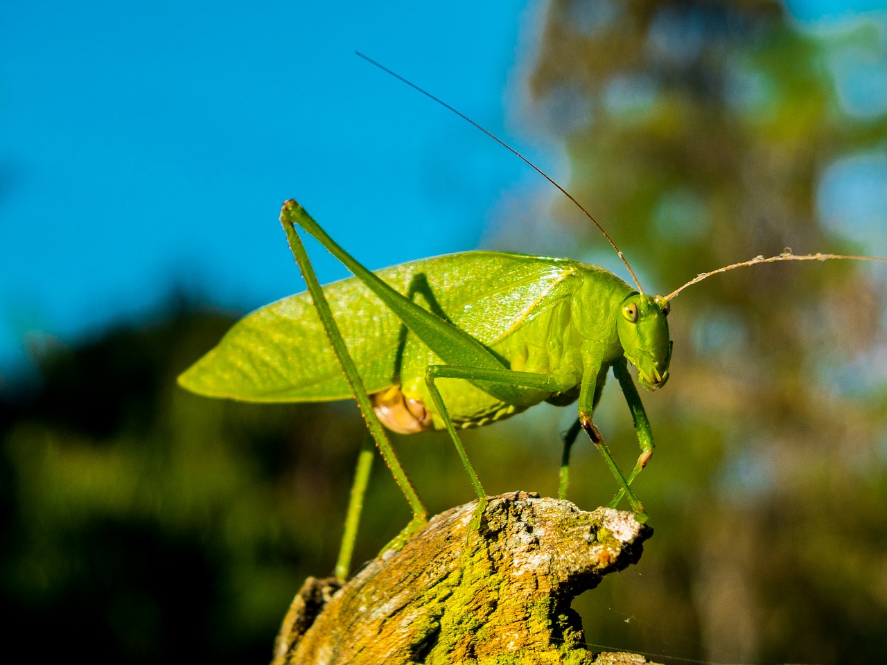 grasshopper insect close free photo