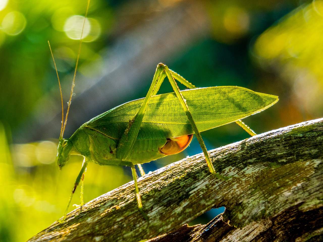 grasshopper insect close free photo