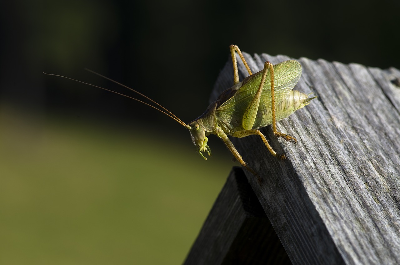 grasshopper green viridissima free photo