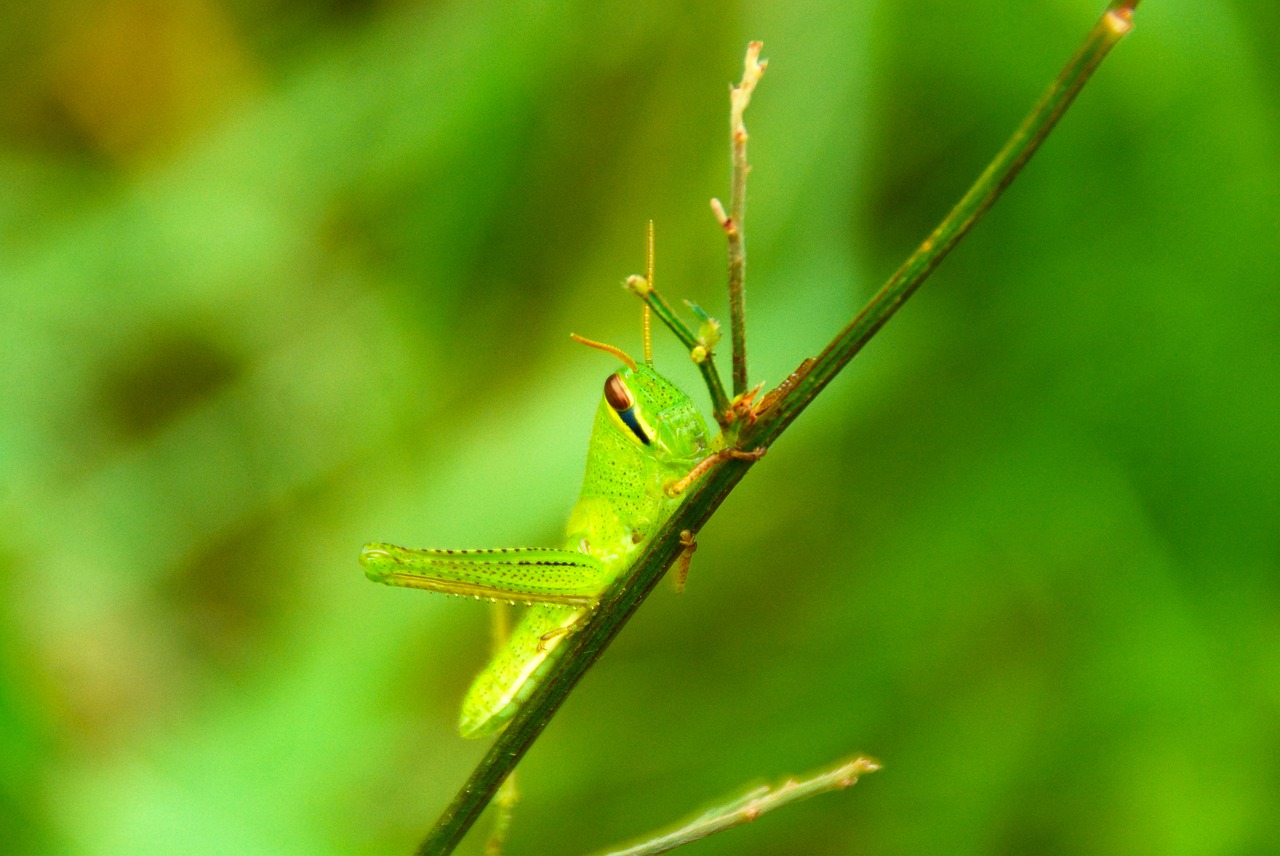 grasshopper green insect free photo