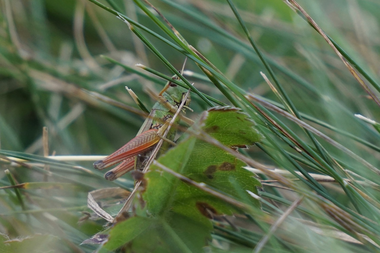 grasshopper orthoptera europe free photo