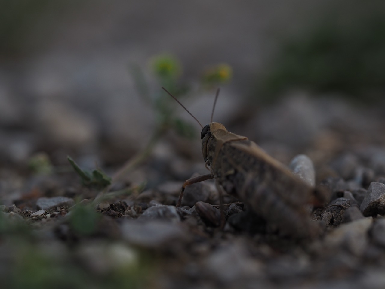 grasshopper nature animal free photo