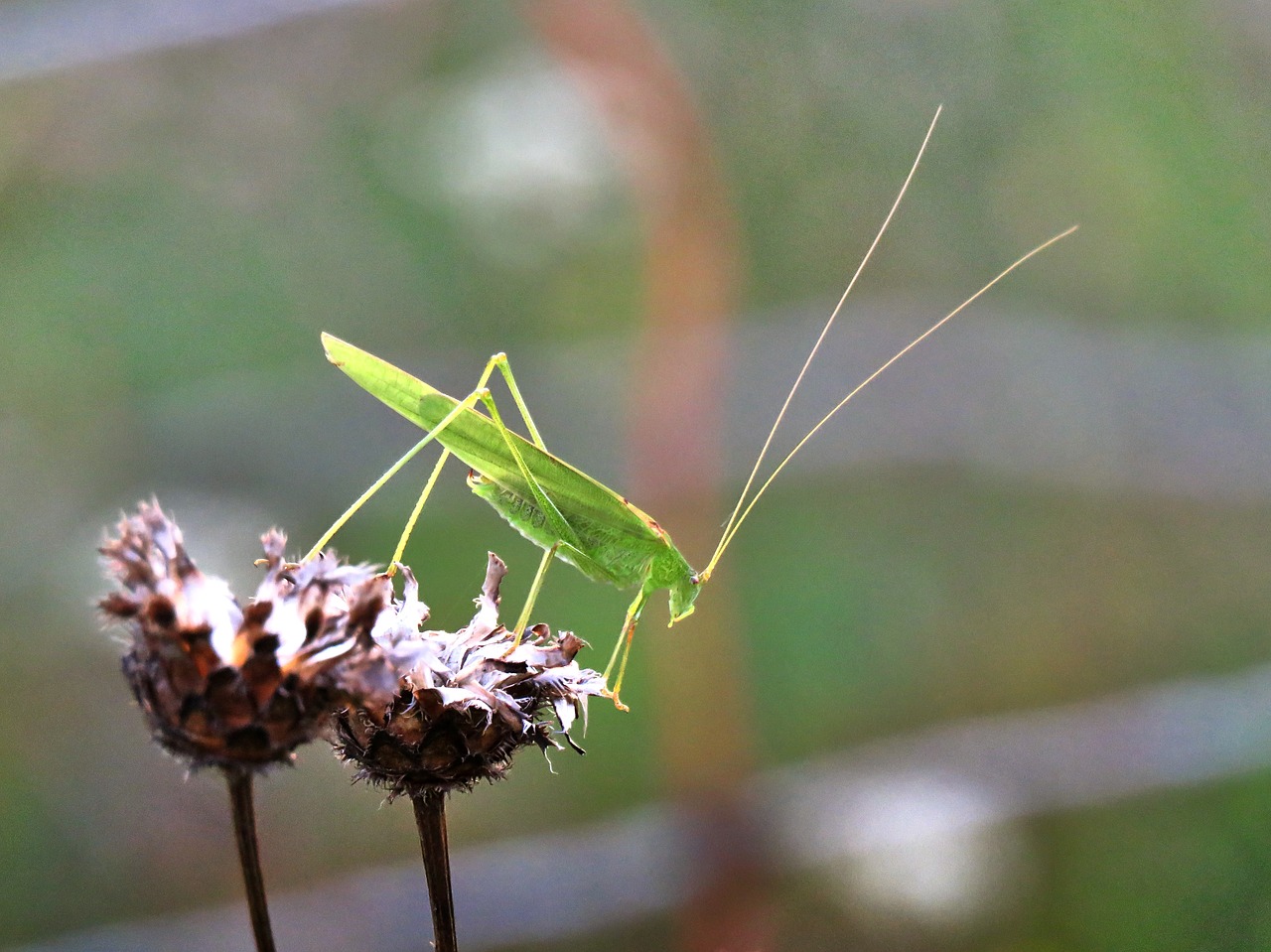 grasshopper orthoptera insect free photo