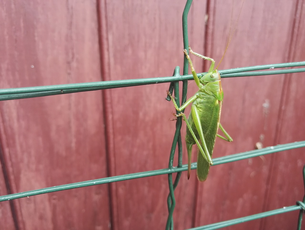 grasshopper green nature free photo