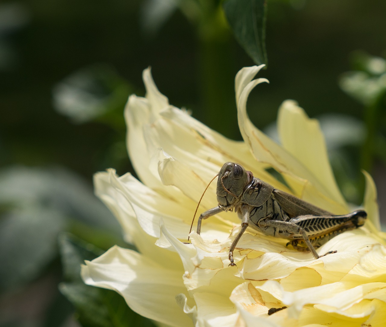 grasshopper locust flower free photo