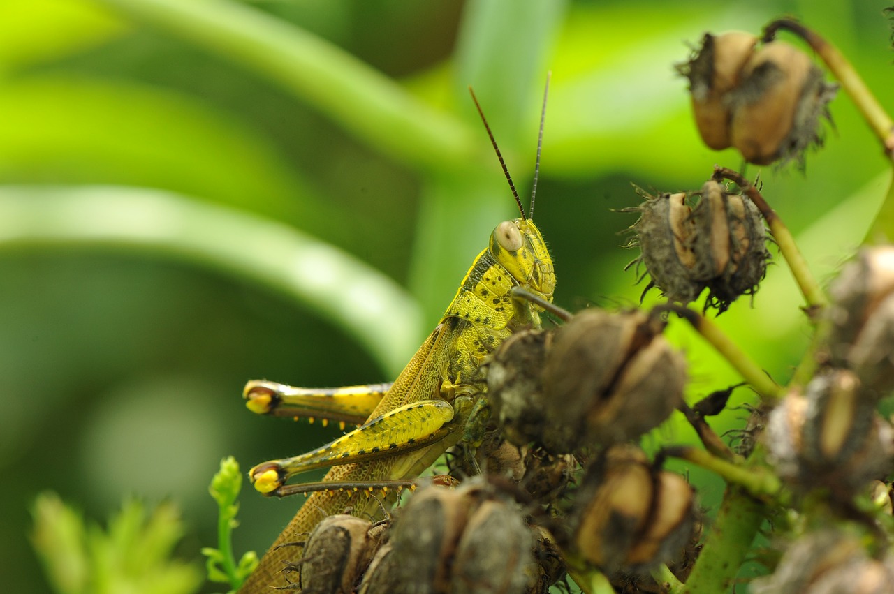 grasshopper insect leaf free photo