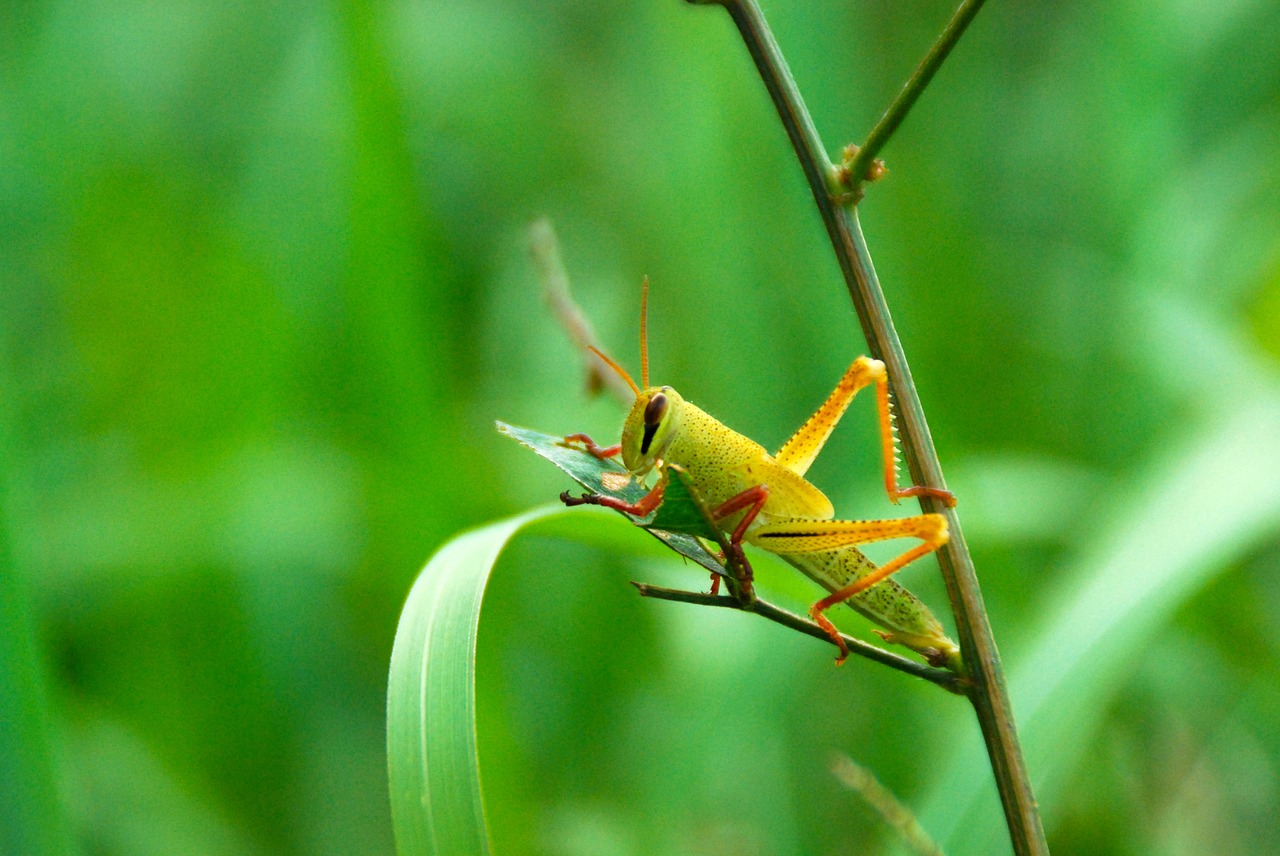 grasshopper insect bug free photo