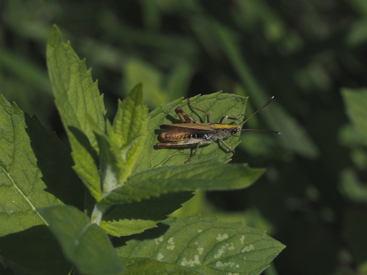 grasshopper green close free photo