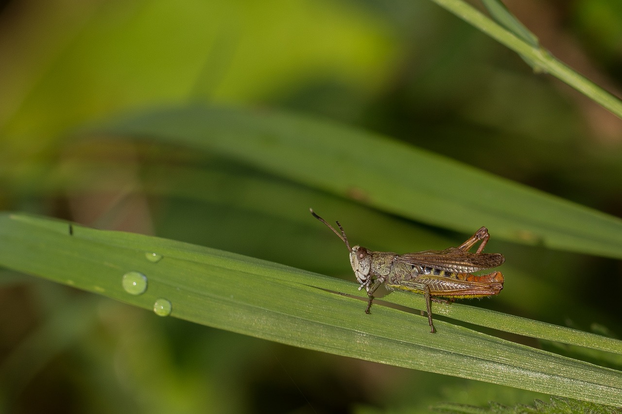 grasshopper grass forest free photo