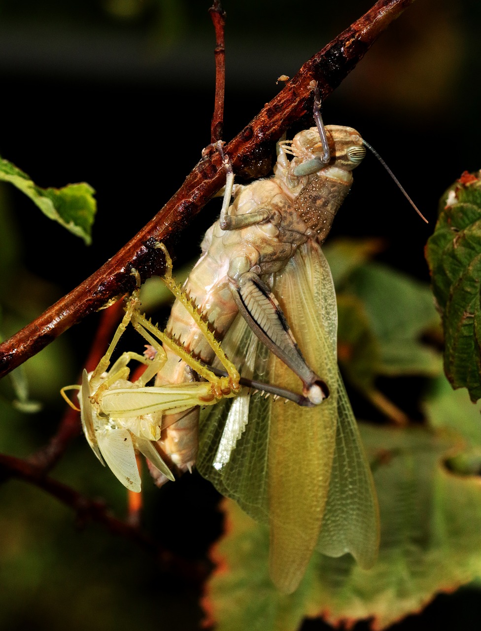 grasshopper moulting shedding free photo