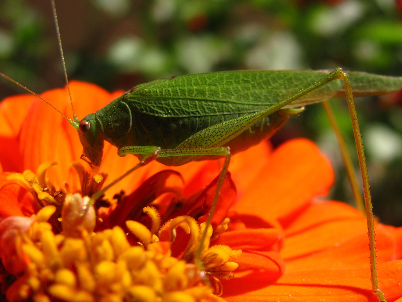 grasshopper insects insect free photo