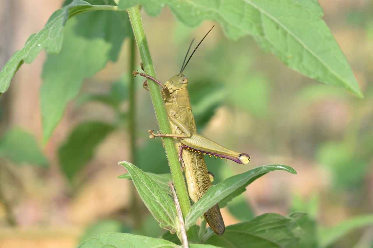 grasshopper animal insect free photo