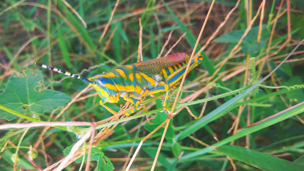 grasshopper insect arthropoda free photo