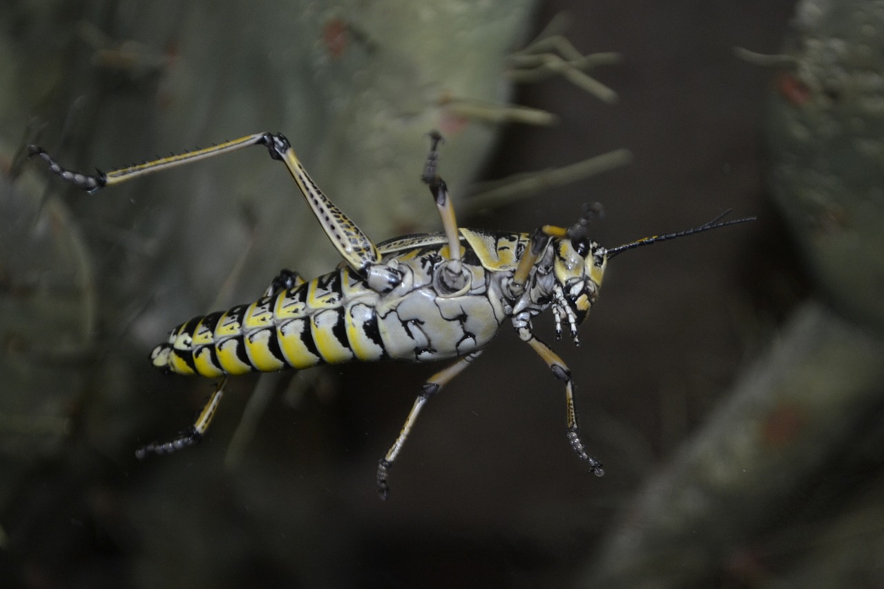 grasshopper bug cricket free photo