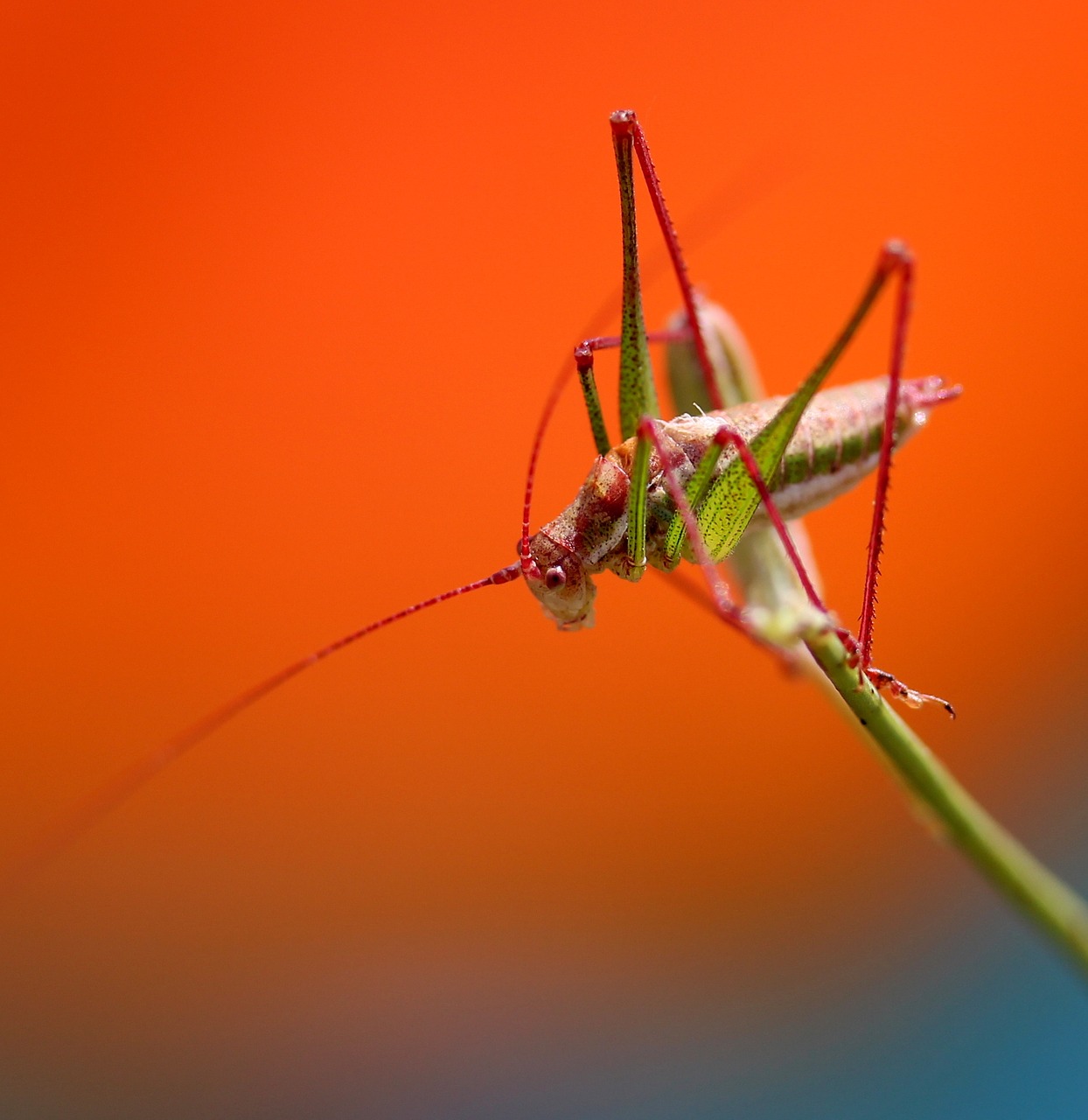 grasshopper plant rest free photo