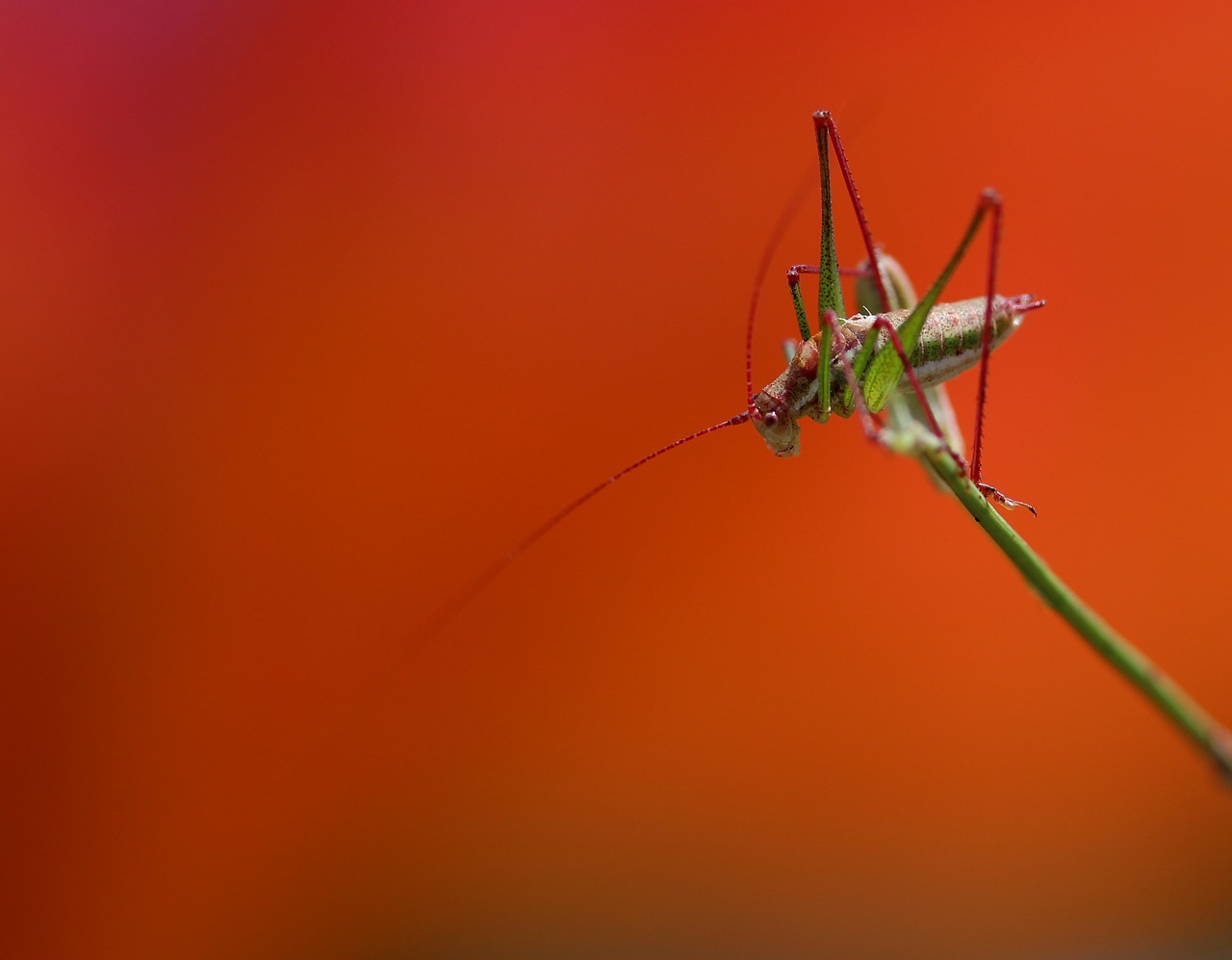 grasshopper plant rest free photo