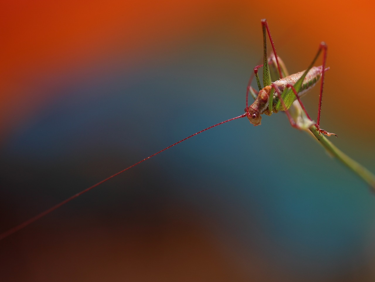 grasshopper plant rest free photo