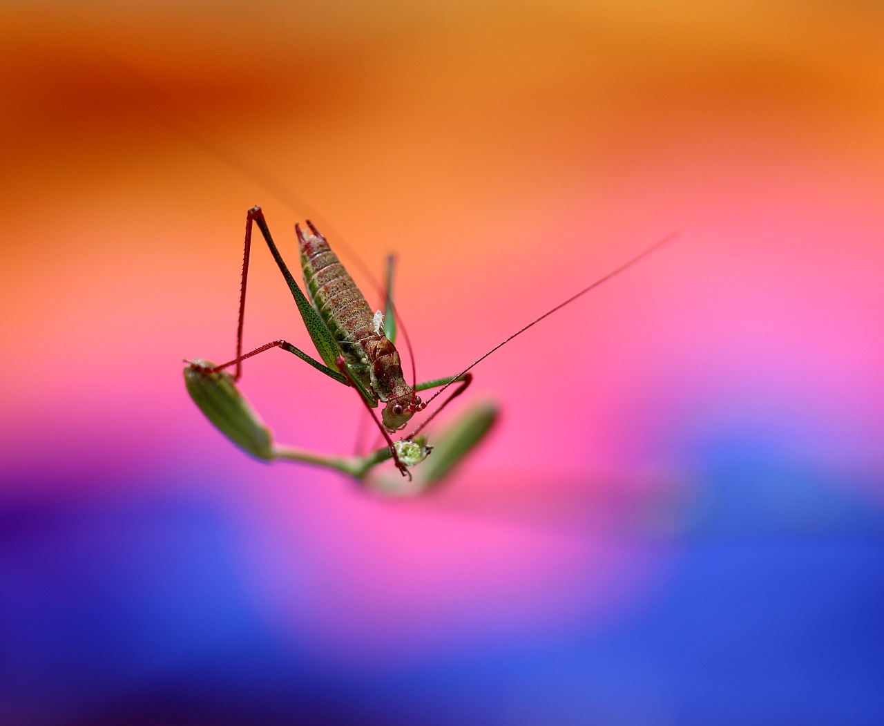 grasshopper plant rest free photo