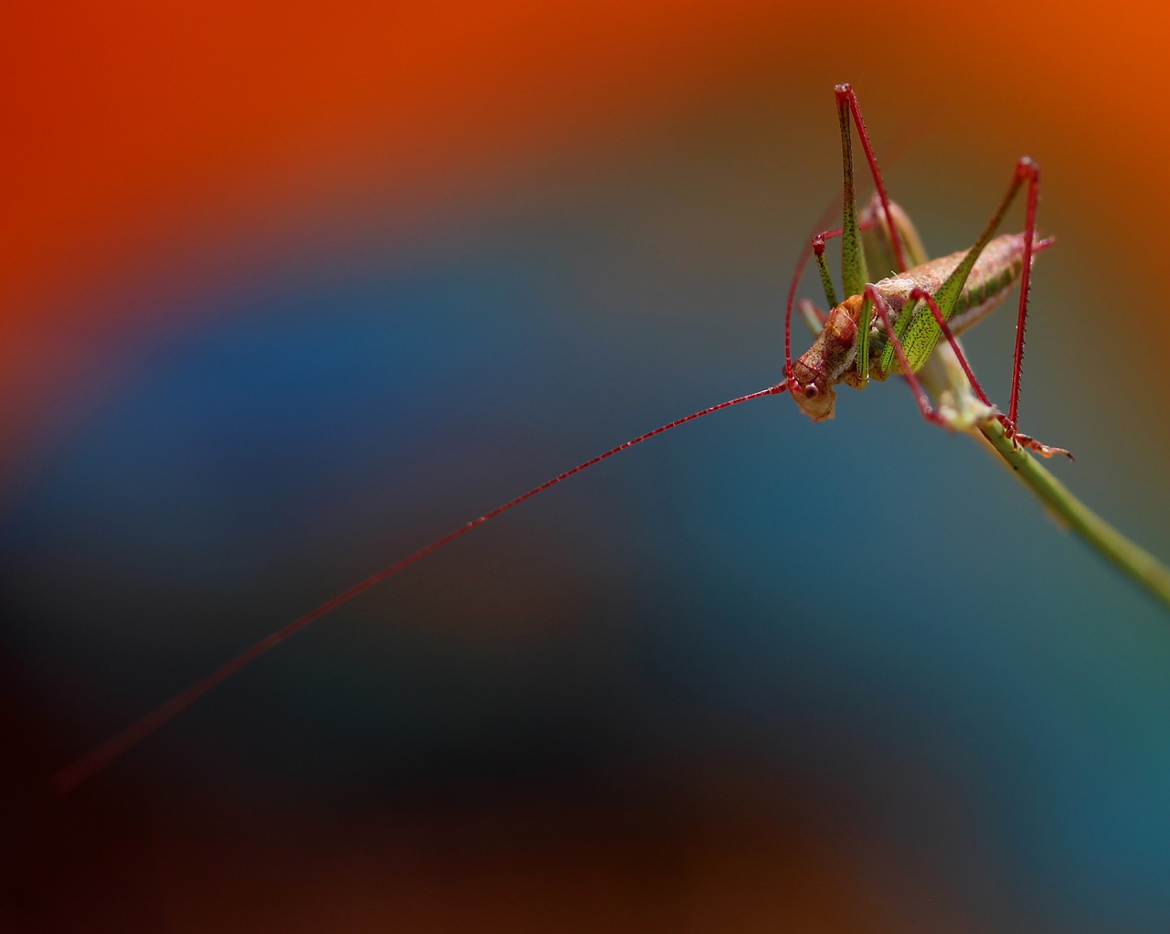 grasshopper plant rest free photo