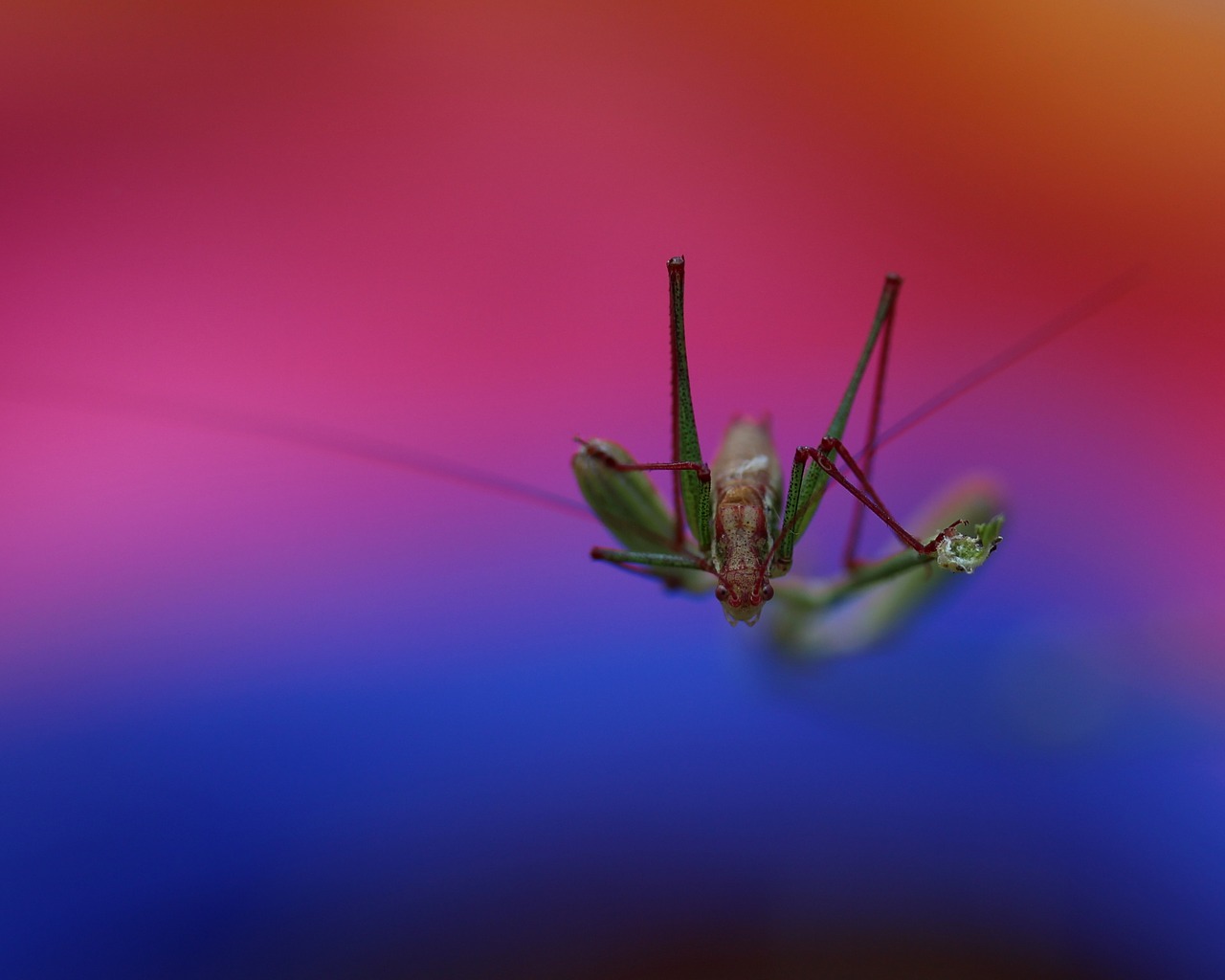 grasshopper plant rest free photo