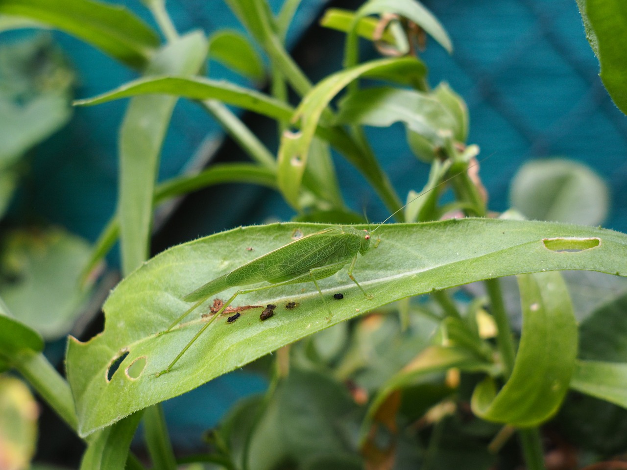 grasshopper green effect free photo