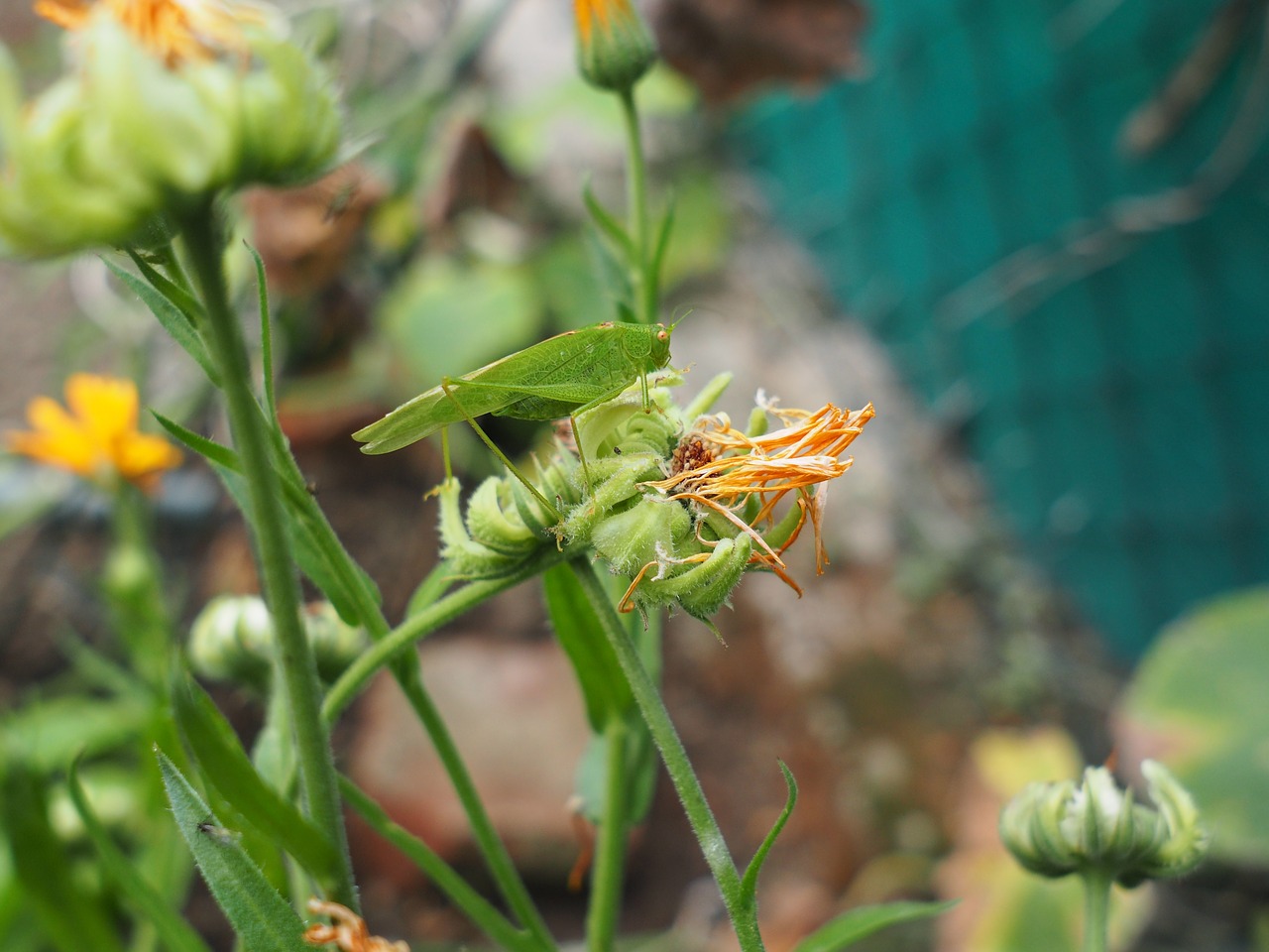 grasshopper green effect free photo