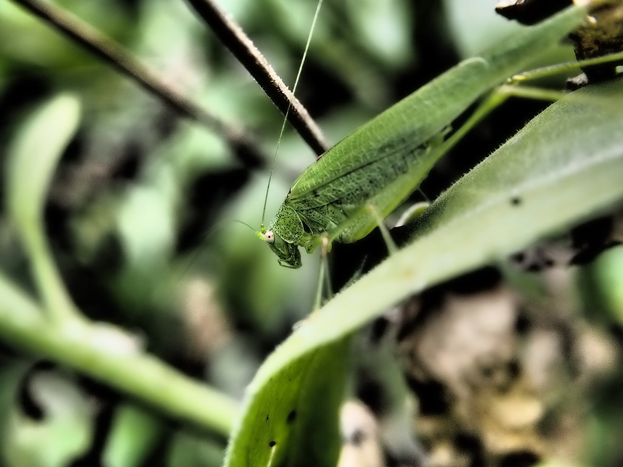 grasshopper garden insect free photo
