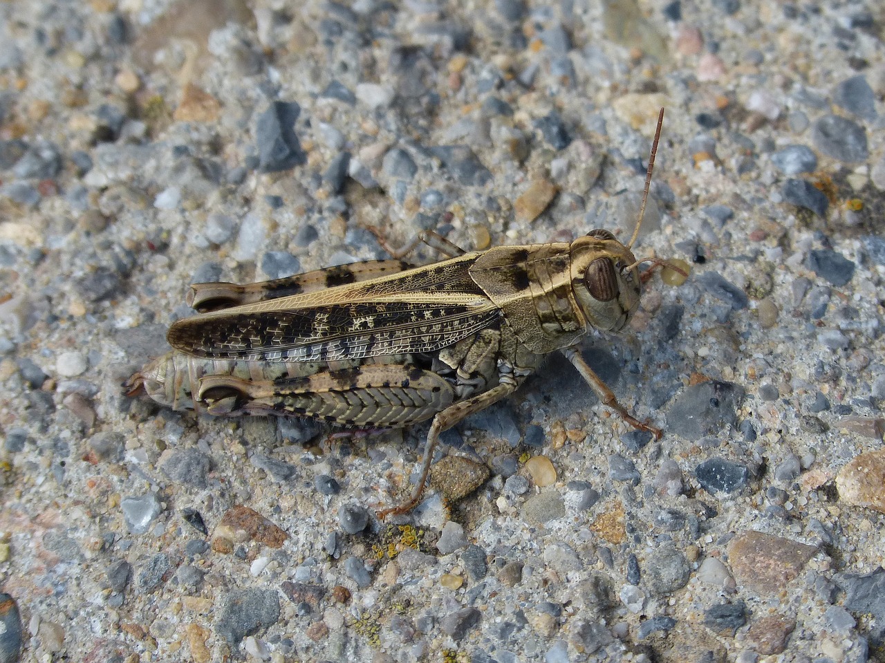 grasshopper lobster detail free photo