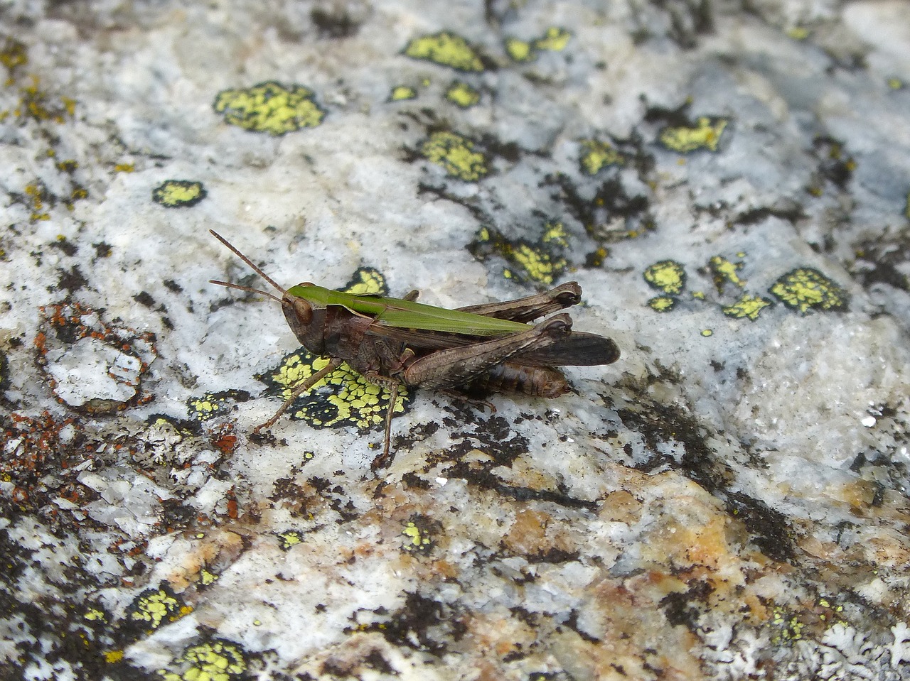 grasshopper rock moss insect free photo