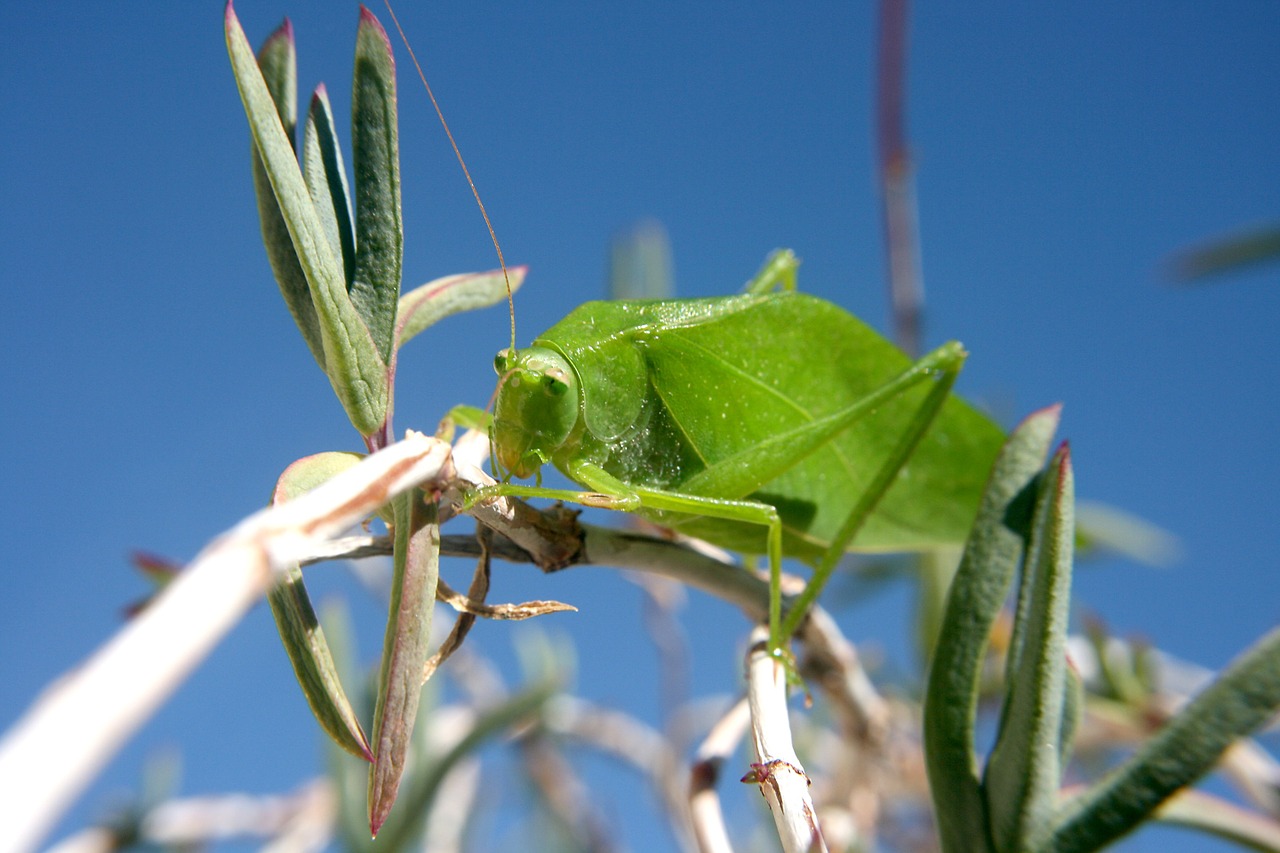 grasshopper insect leaf free photo