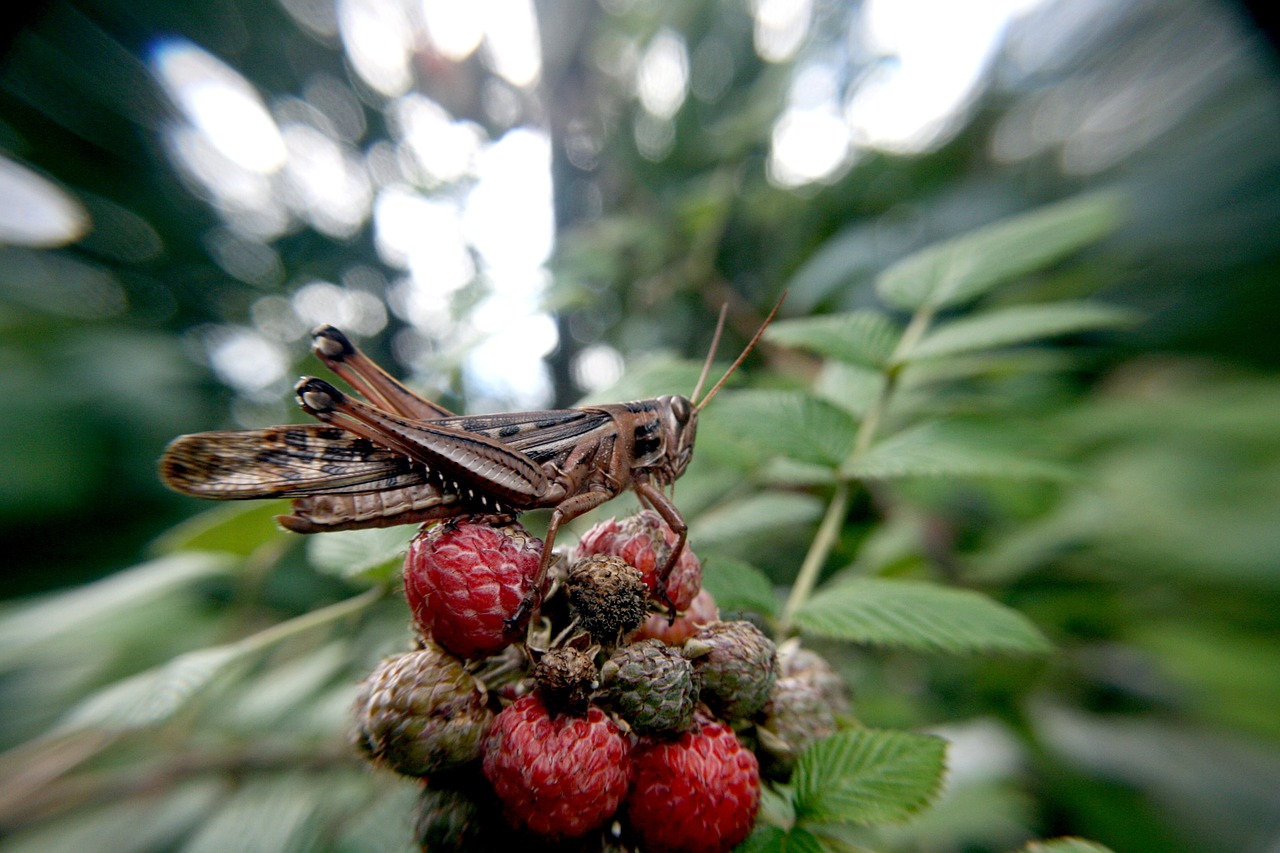 grasshopper insect lobster free photo