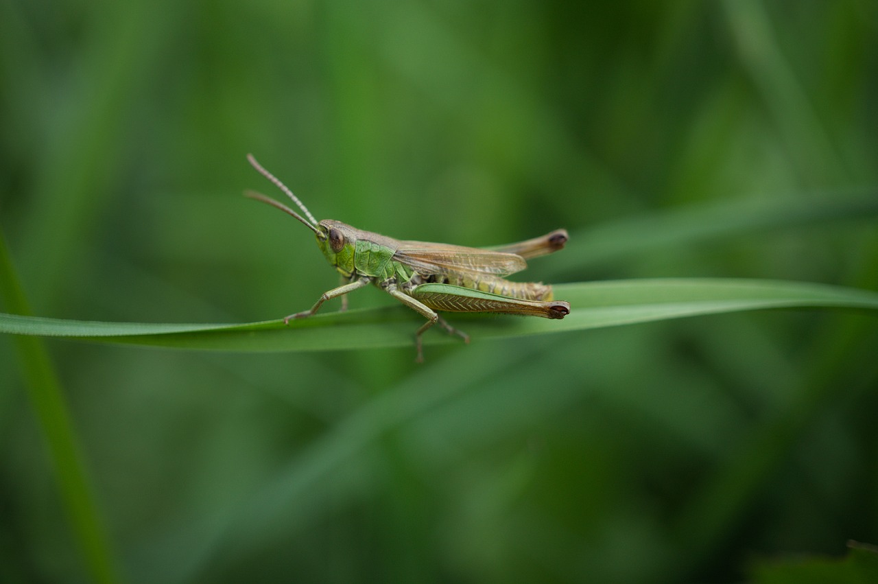 grasshopper insect macro free photo