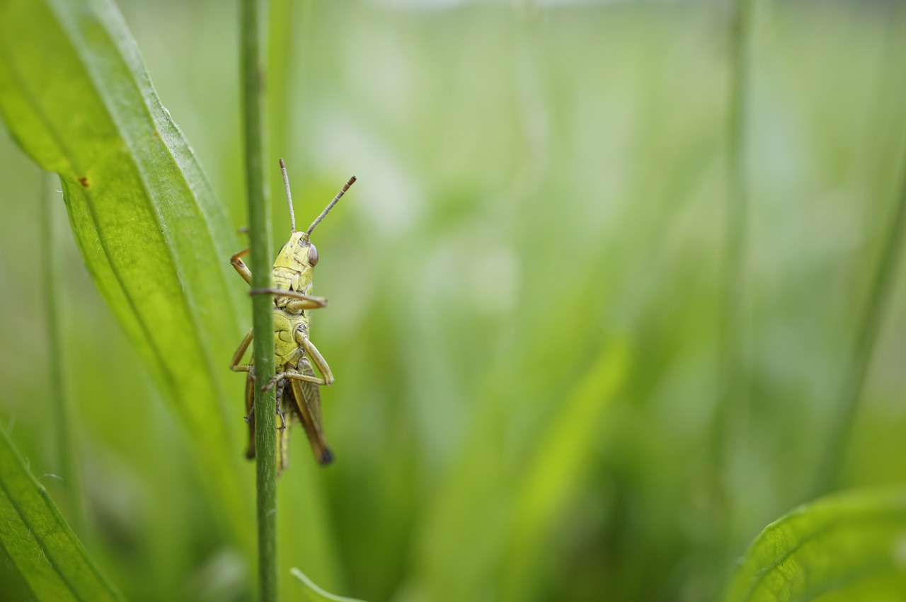 grasshopper macro close free photo