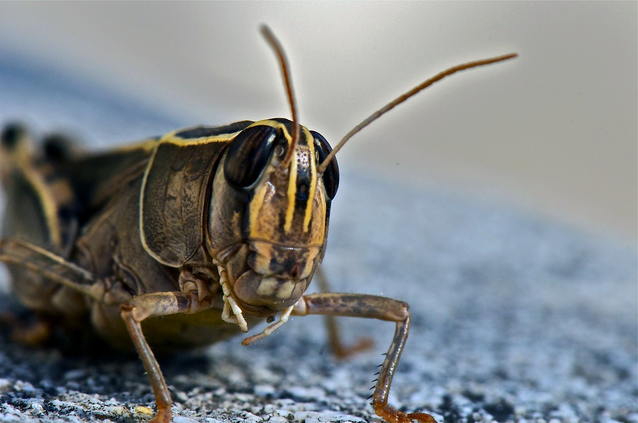 grasshopper insect animal free photo