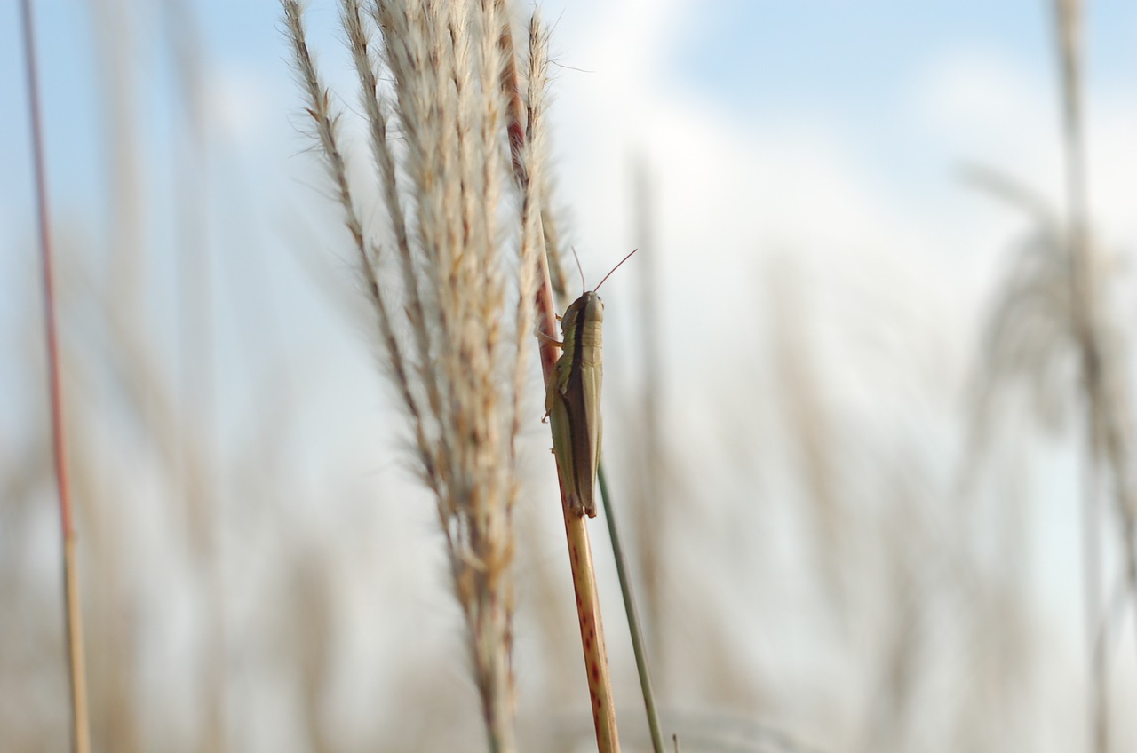 grasshopper reed landscape free photo